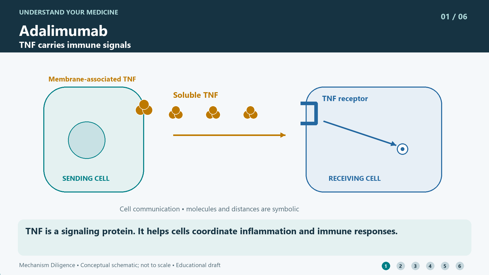 Adalimumab mechanism: TNF is a signaling protein. It helps cells coordinate inflammation and immune responses.