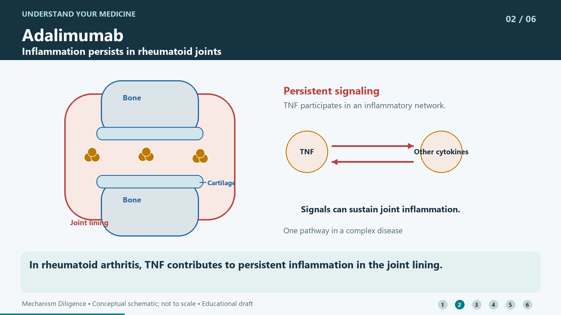 In rheumatoid arthritis, TNF contributes to persistent inflammation in the joint lining.