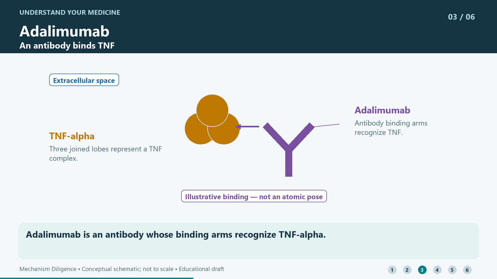 Adalimumab is an antibody whose binding arms recognize TNF-alpha.