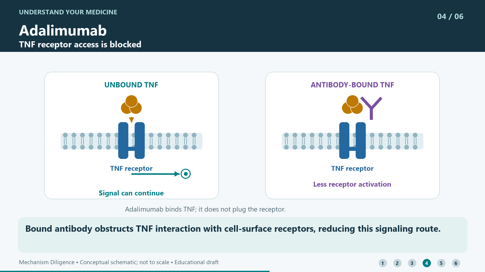 Bound antibody obstructs TNF interaction with cell-surface receptors, reducing this signaling route.