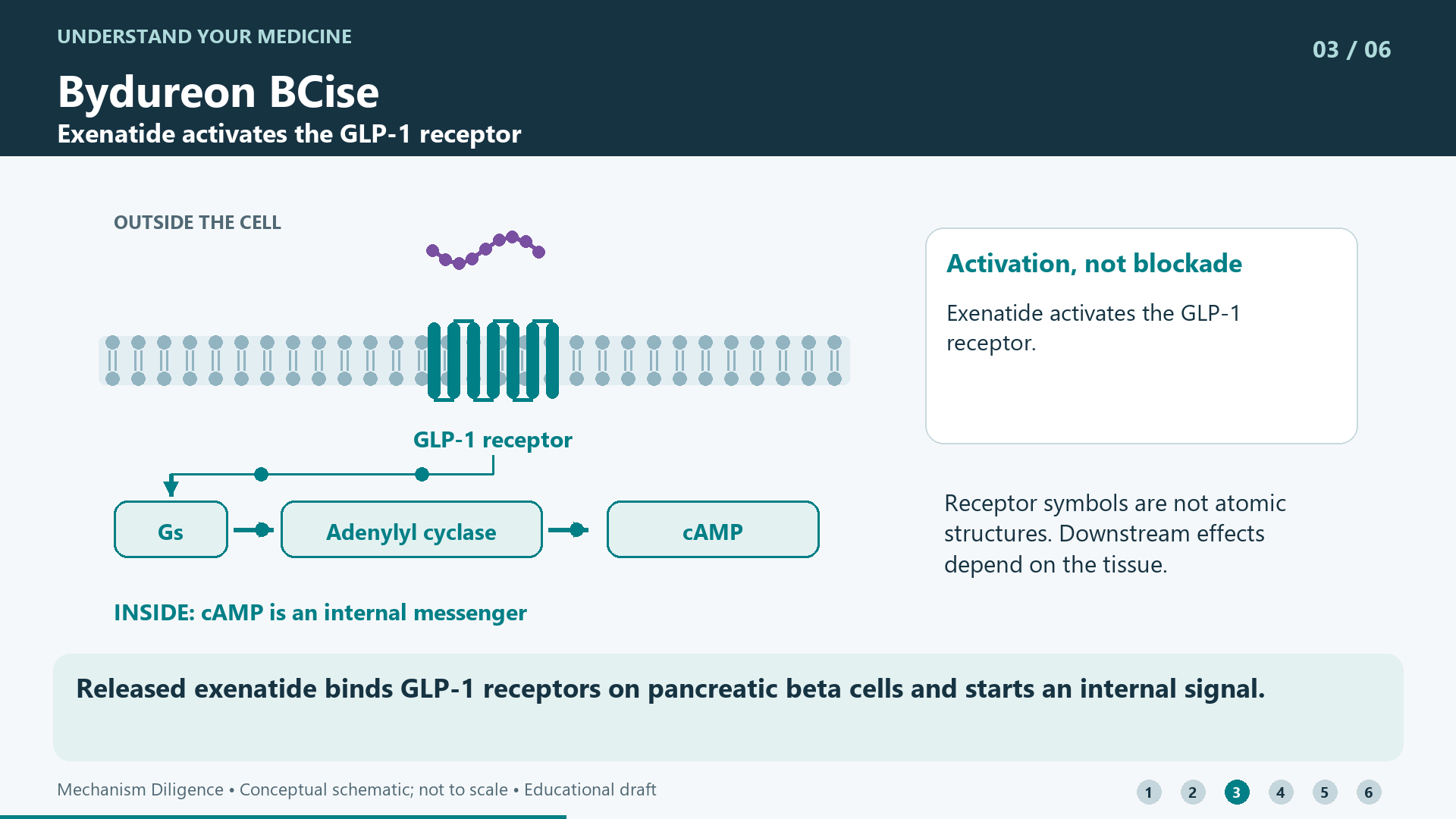 Released exenatide binds GLP-1 receptors on pancreatic beta cells and starts an internal signal.