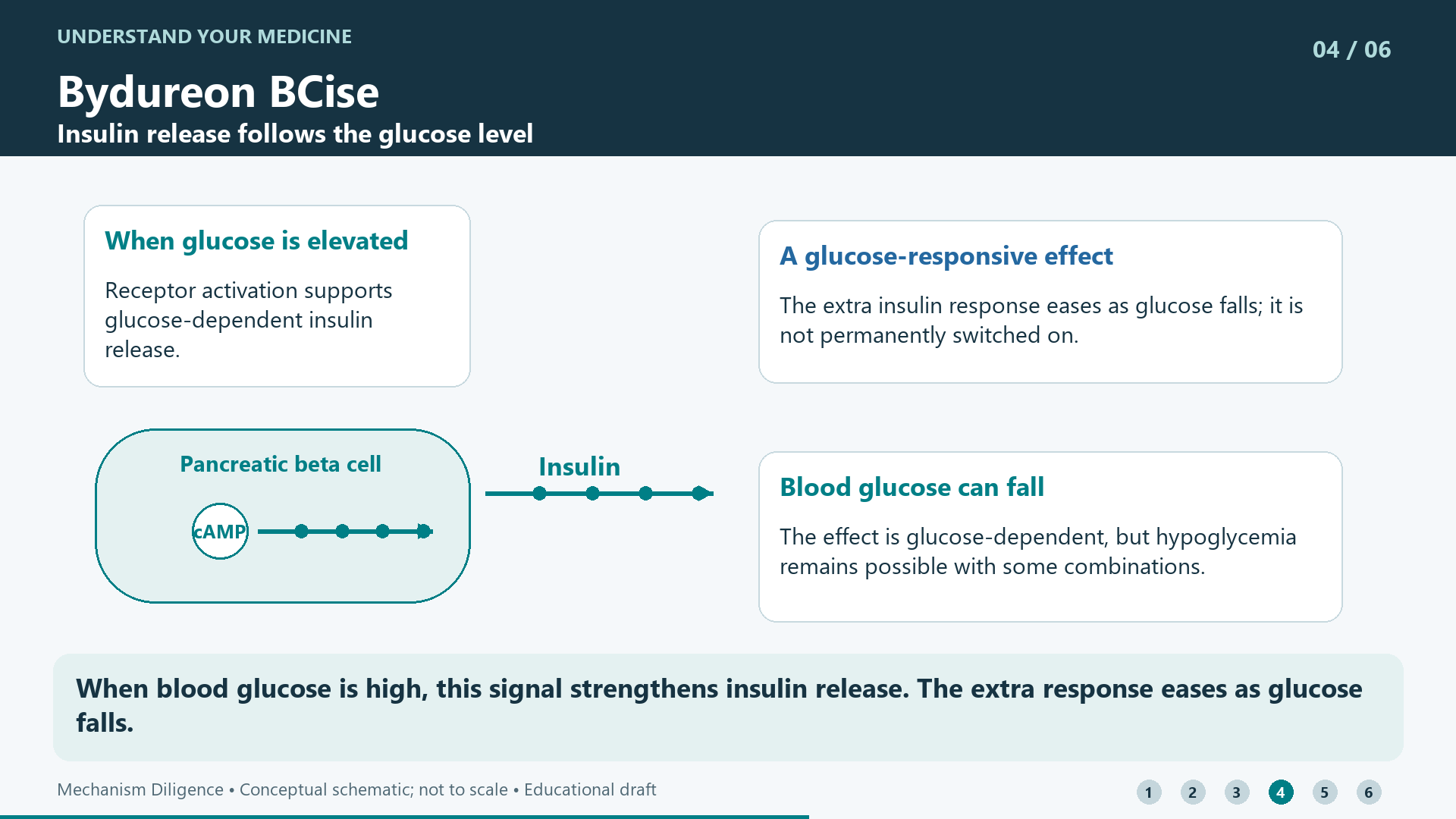 When blood glucose is high, this signal strengthens insulin release. The extra response eases as glucose falls.