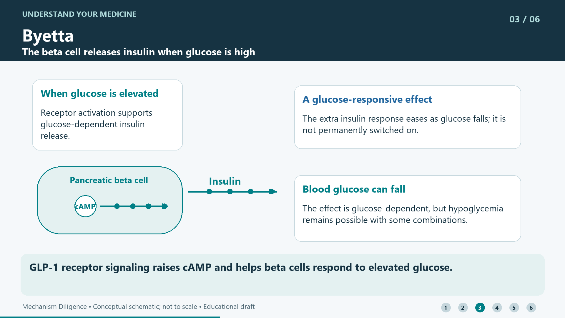 GLP-1 receptor signaling raises cAMP and helps beta cells respond to elevated glucose.