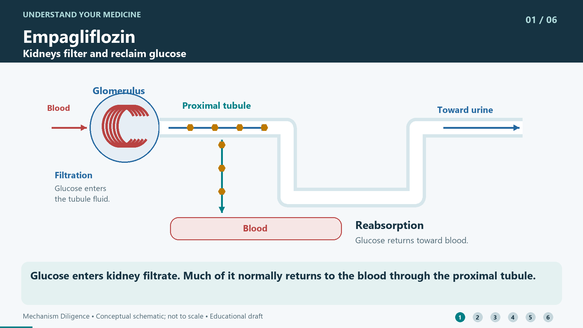 Glucose enters kidney filtrate. Much of it normally returns to the blood through the proximal tubule.
