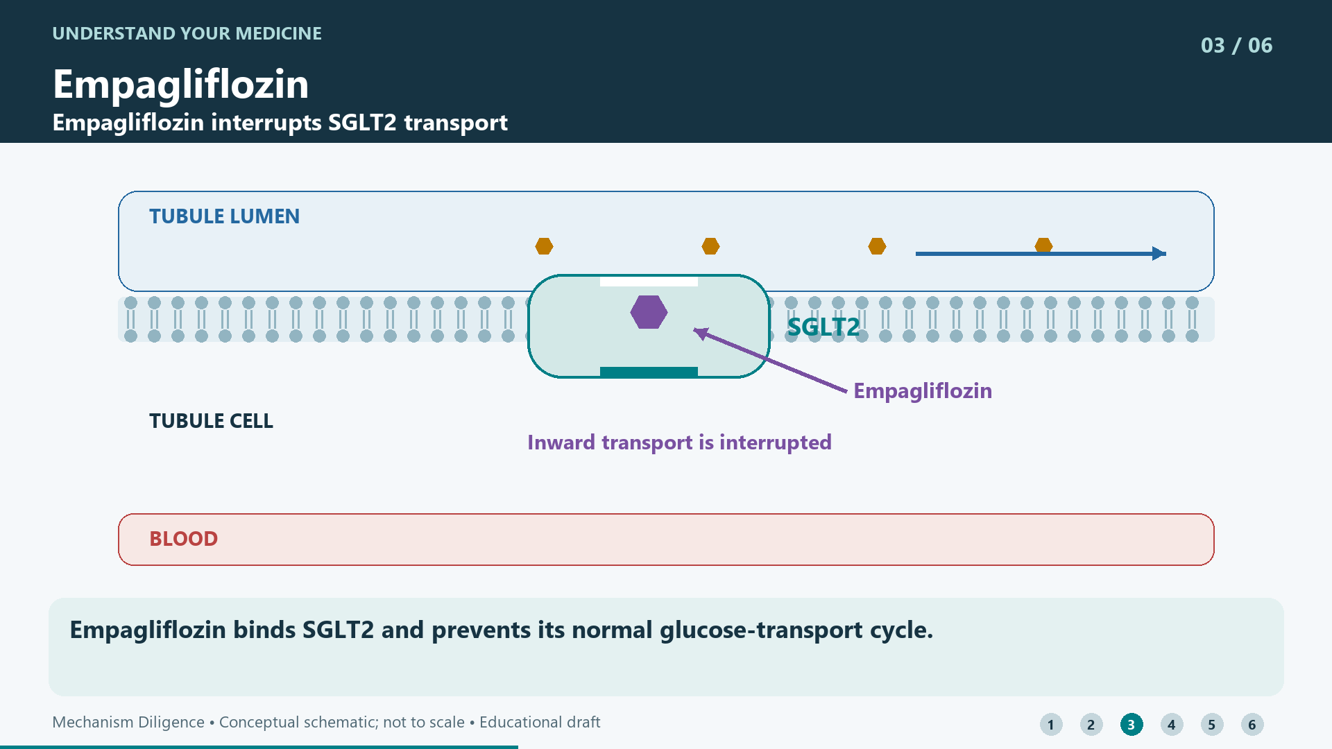 Empagliflozin binds SGLT2 and prevents its normal glucose-transport cycle.