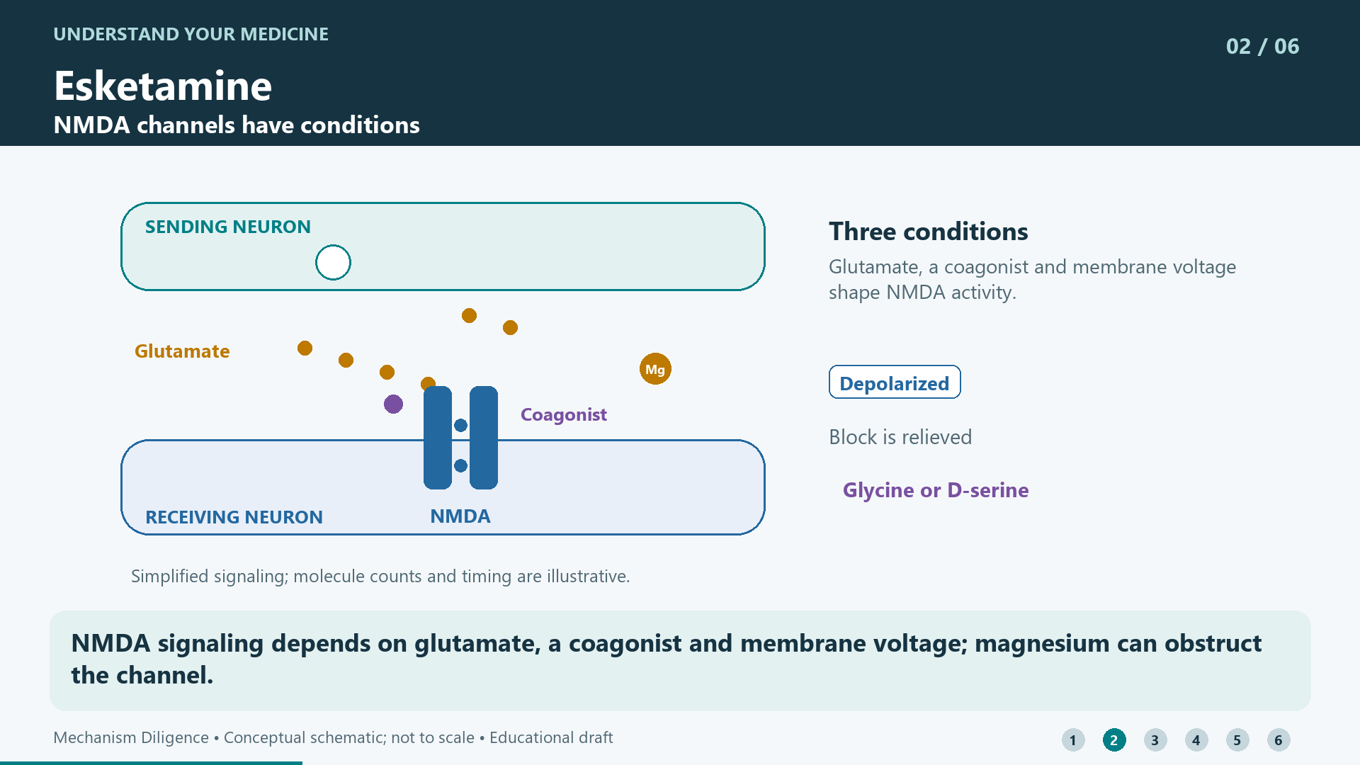 NMDA signaling depends on glutamate, a coagonist and membrane voltage; magnesium can obstruct the channel.