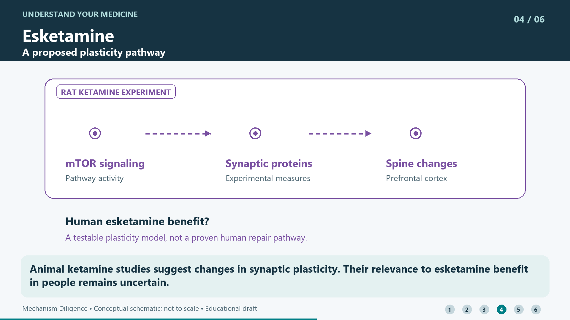 Animal ketamine studies suggest changes in synaptic plasticity. Their relevance to esketamine benefit in people remains uncertain.
