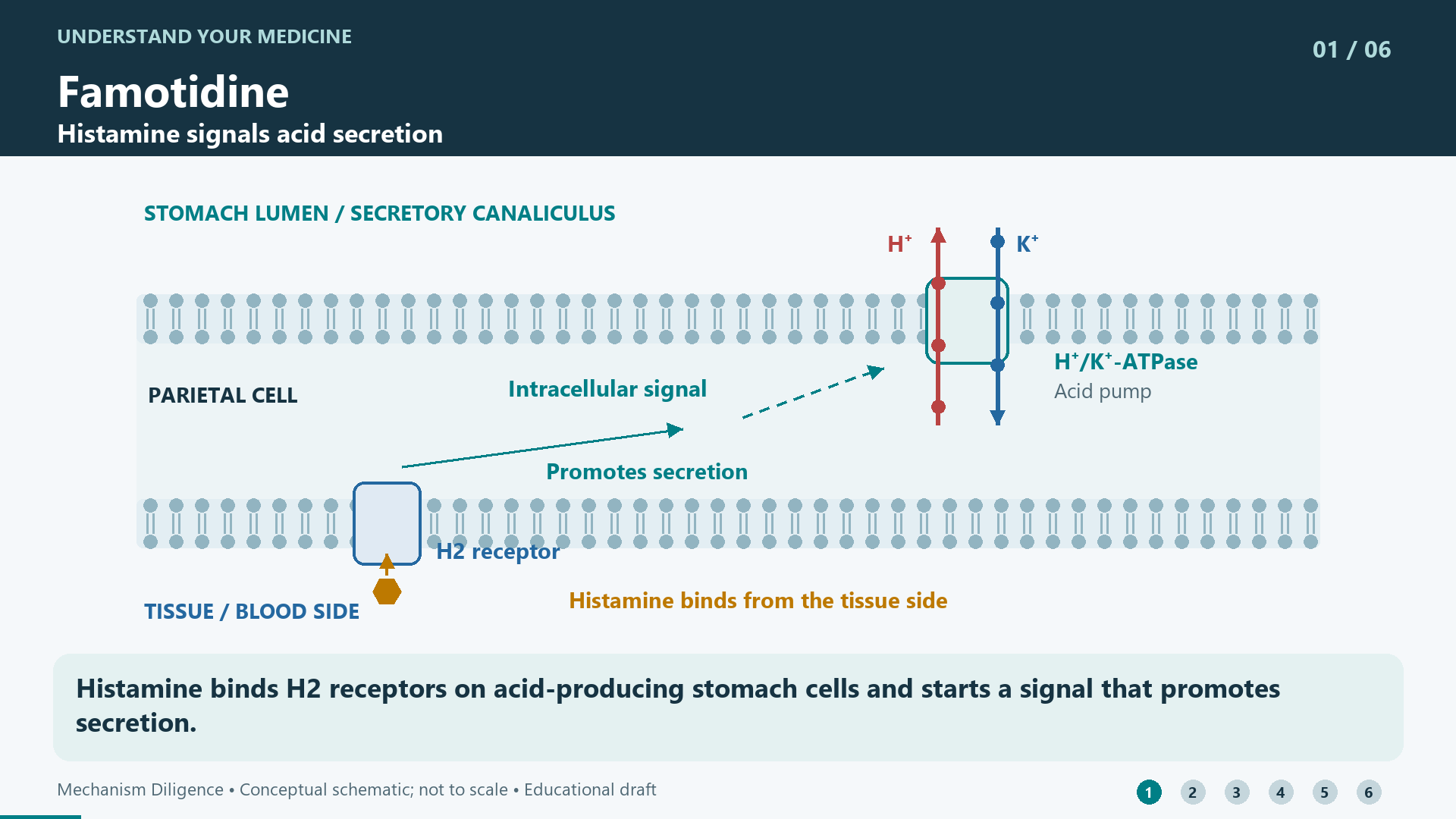 Histamine binds H2 receptors on acid-producing stomach cells and starts a signal that promotes secretion.