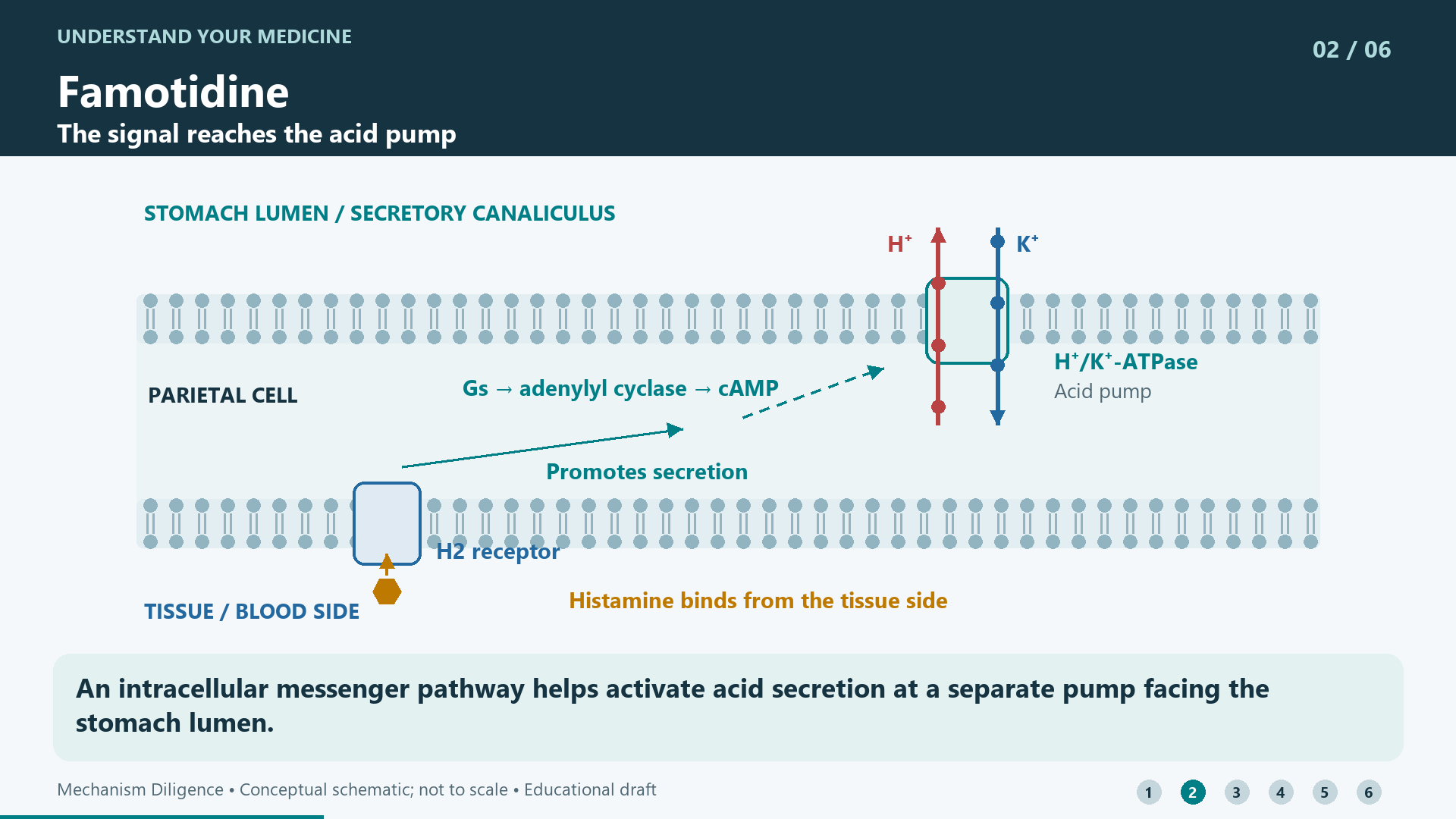An intracellular messenger pathway helps activate acid secretion at a separate pump facing the stomach lumen.