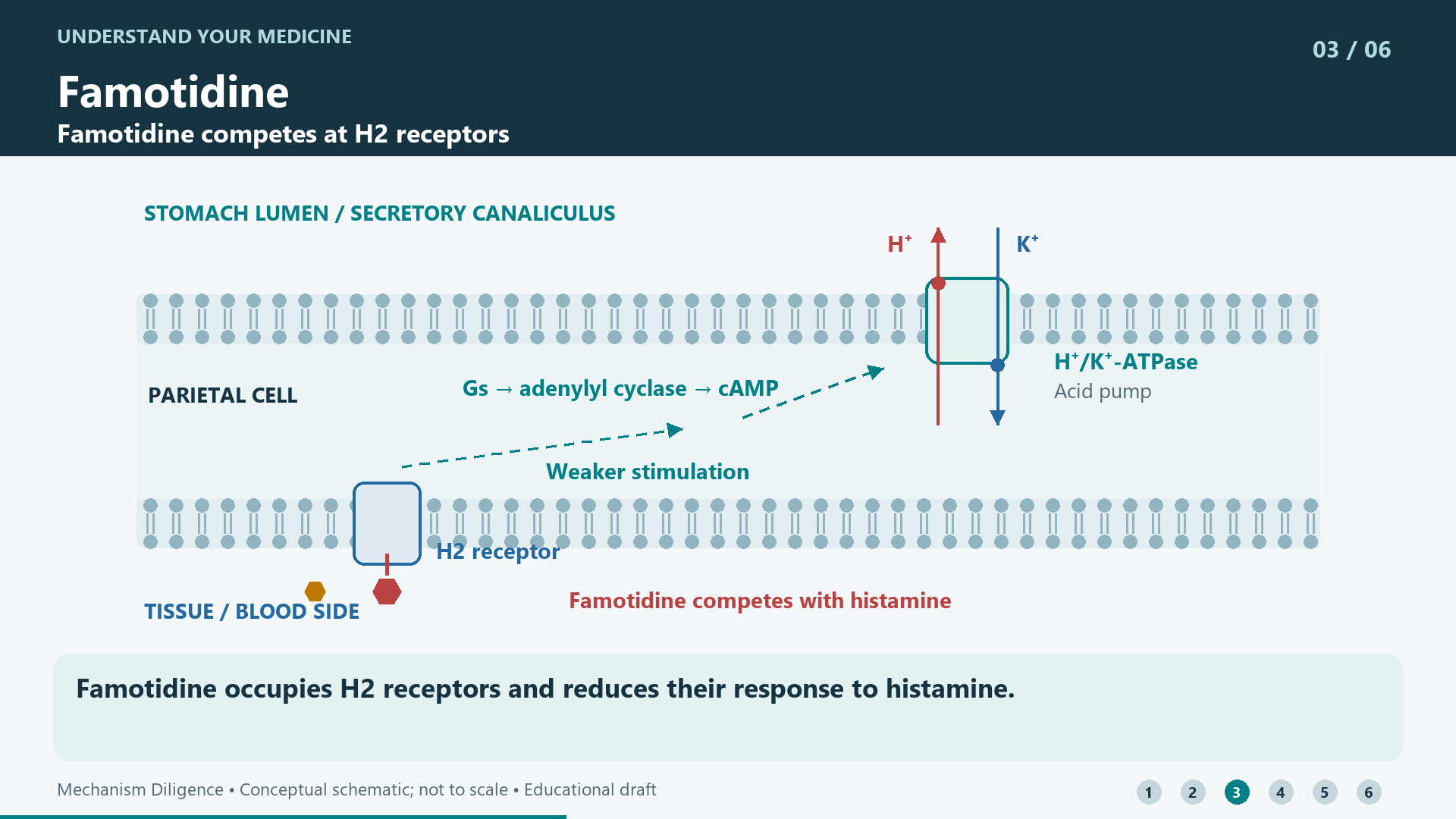 Famotidine occupies H2 receptors and reduces their response to histamine.