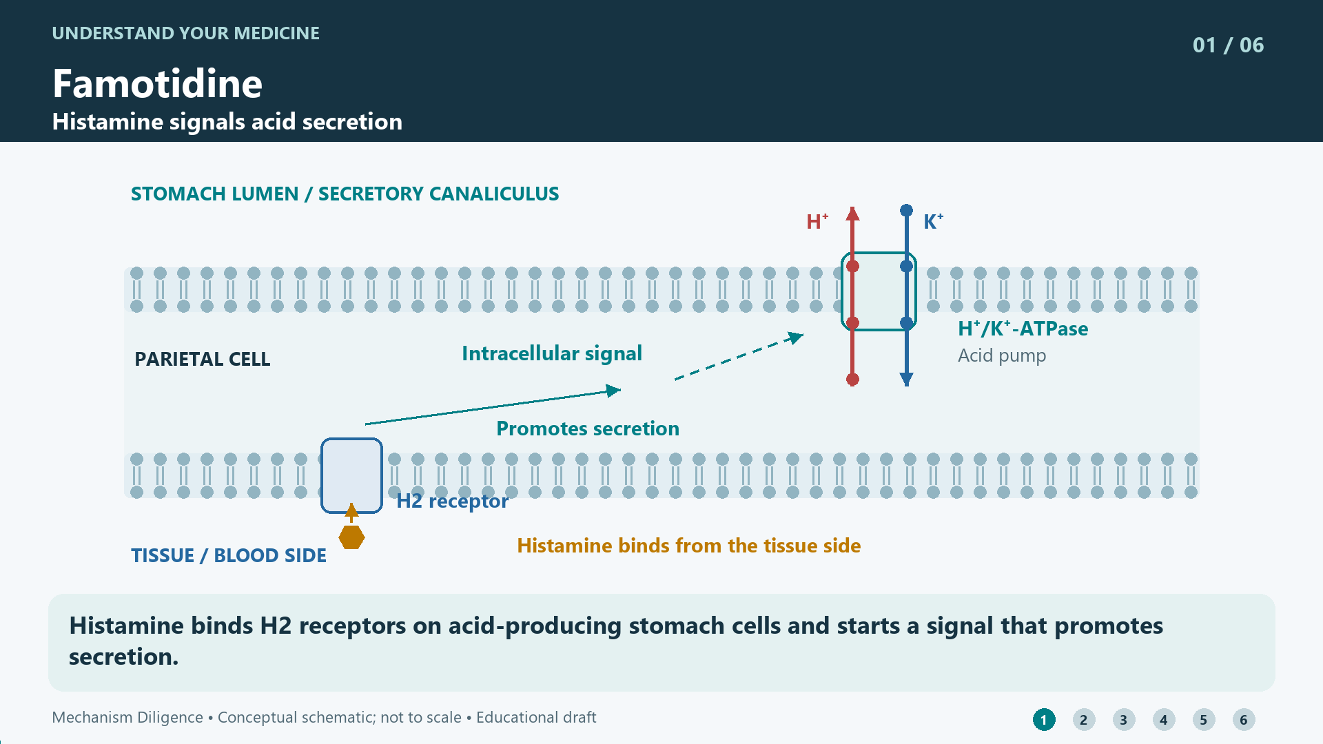 Famotidine mechanism: Histamine binds H2 receptors on acid-producing stomach cells and starts a signal that promotes secretion.