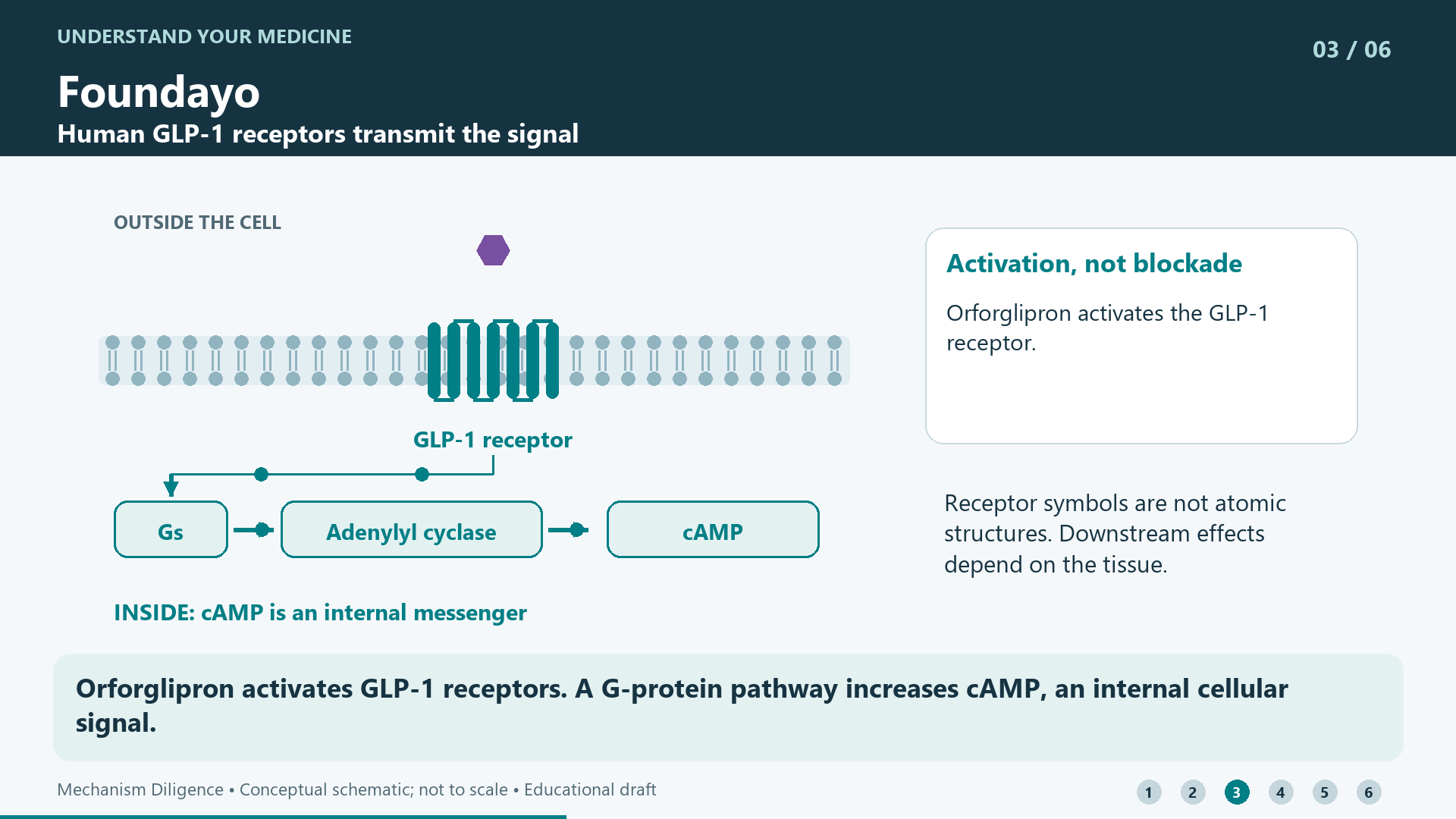 Orforglipron activates GLP-1 receptors. A G-protein pathway increases cAMP, an internal cellular signal.