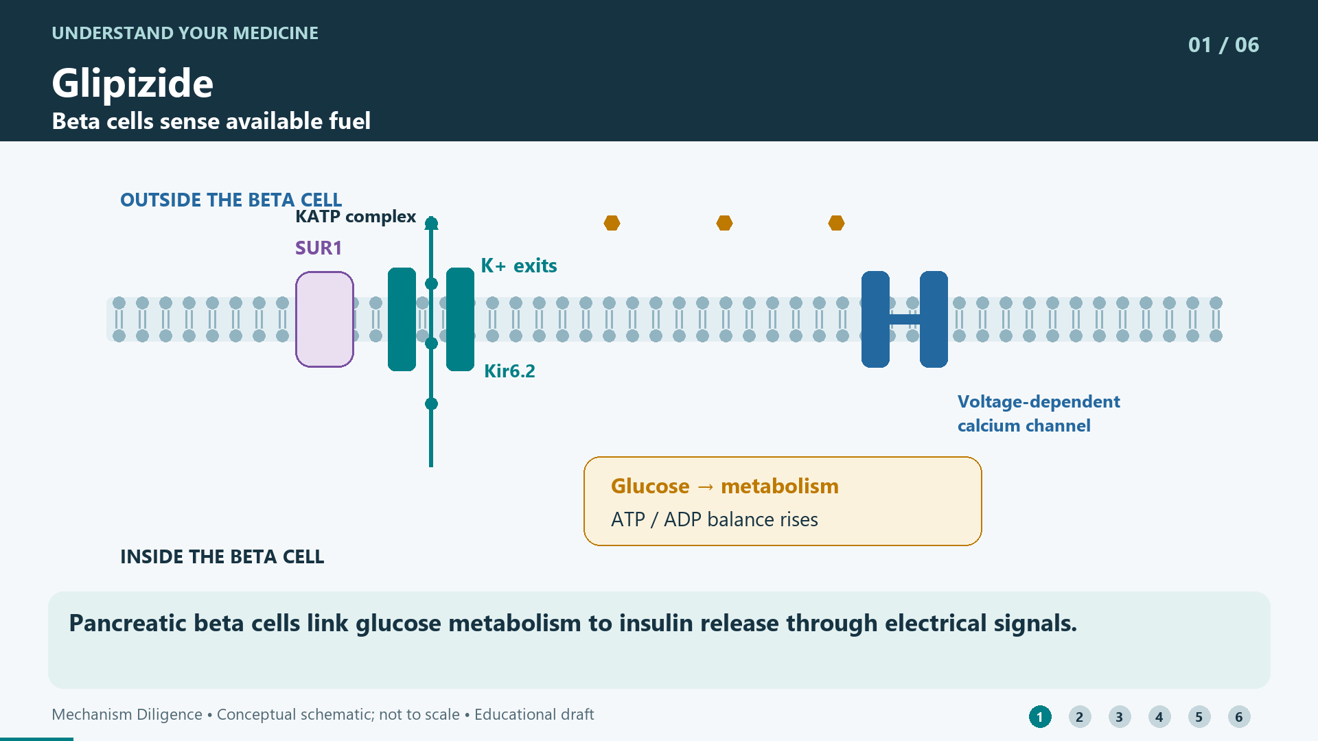 Pancreatic beta cells link glucose metabolism to insulin release through electrical signals.