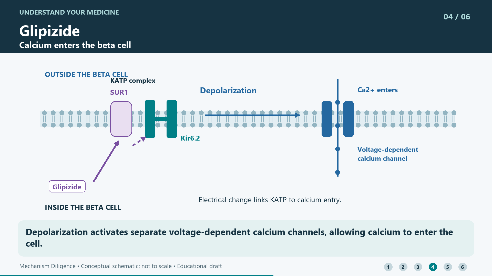 Depolarization activates separate voltage-dependent calcium channels, allowing calcium to enter the cell.