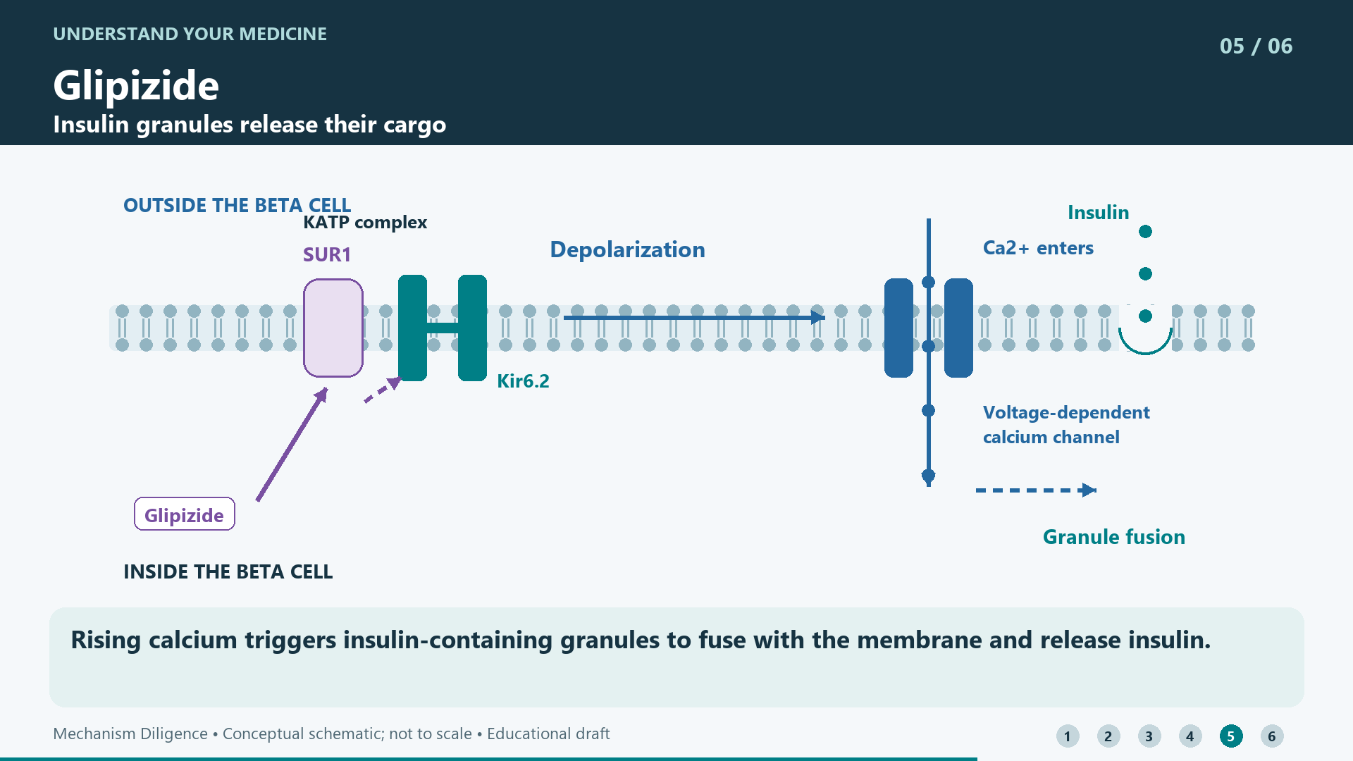 Rising calcium triggers insulin-containing granules to fuse with the membrane and release insulin.