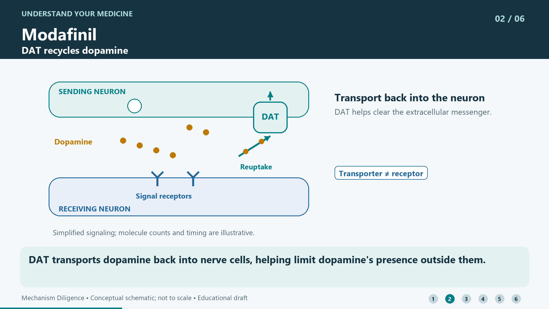 DAT transports dopamine back into nerve cells, helping limit dopamine's presence outside them.