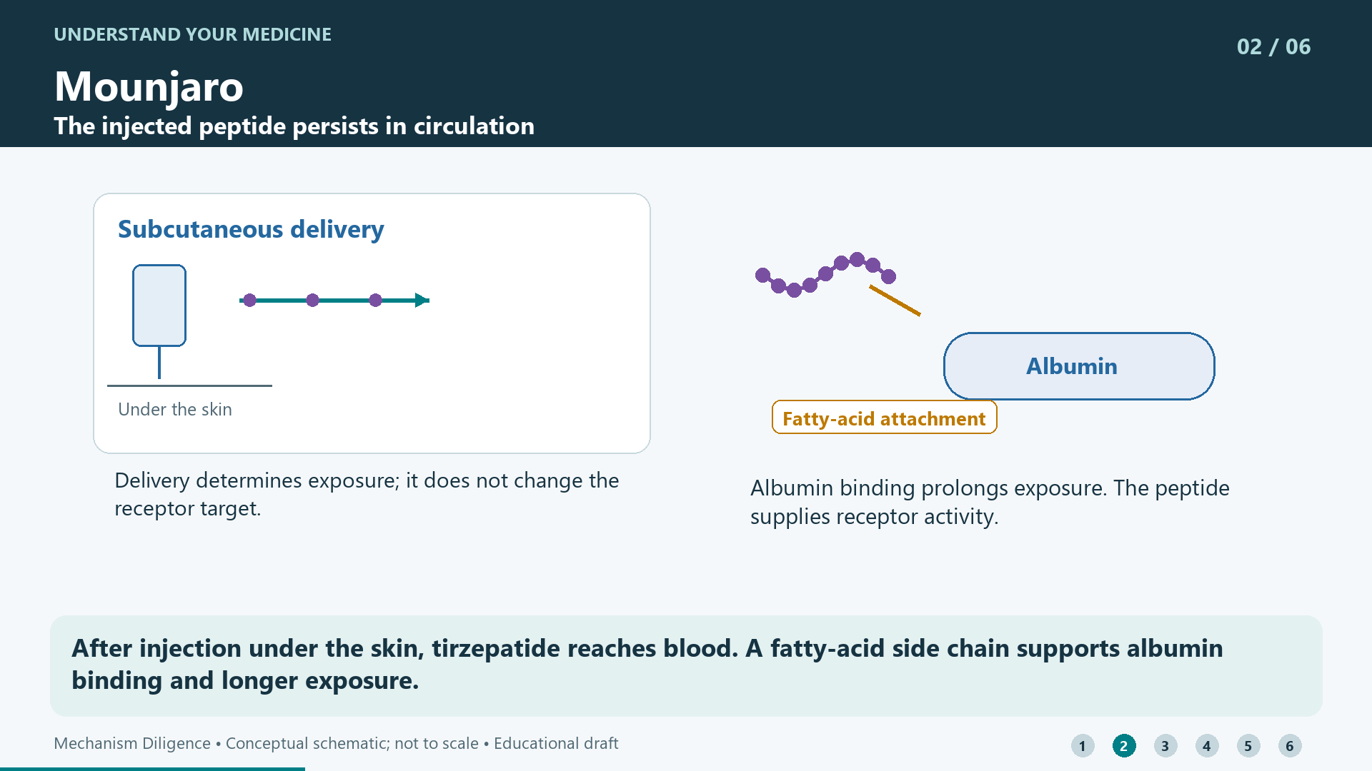 After injection under the skin, tirzepatide reaches blood. A fatty-acid side chain supports albumin binding and longer exposure.