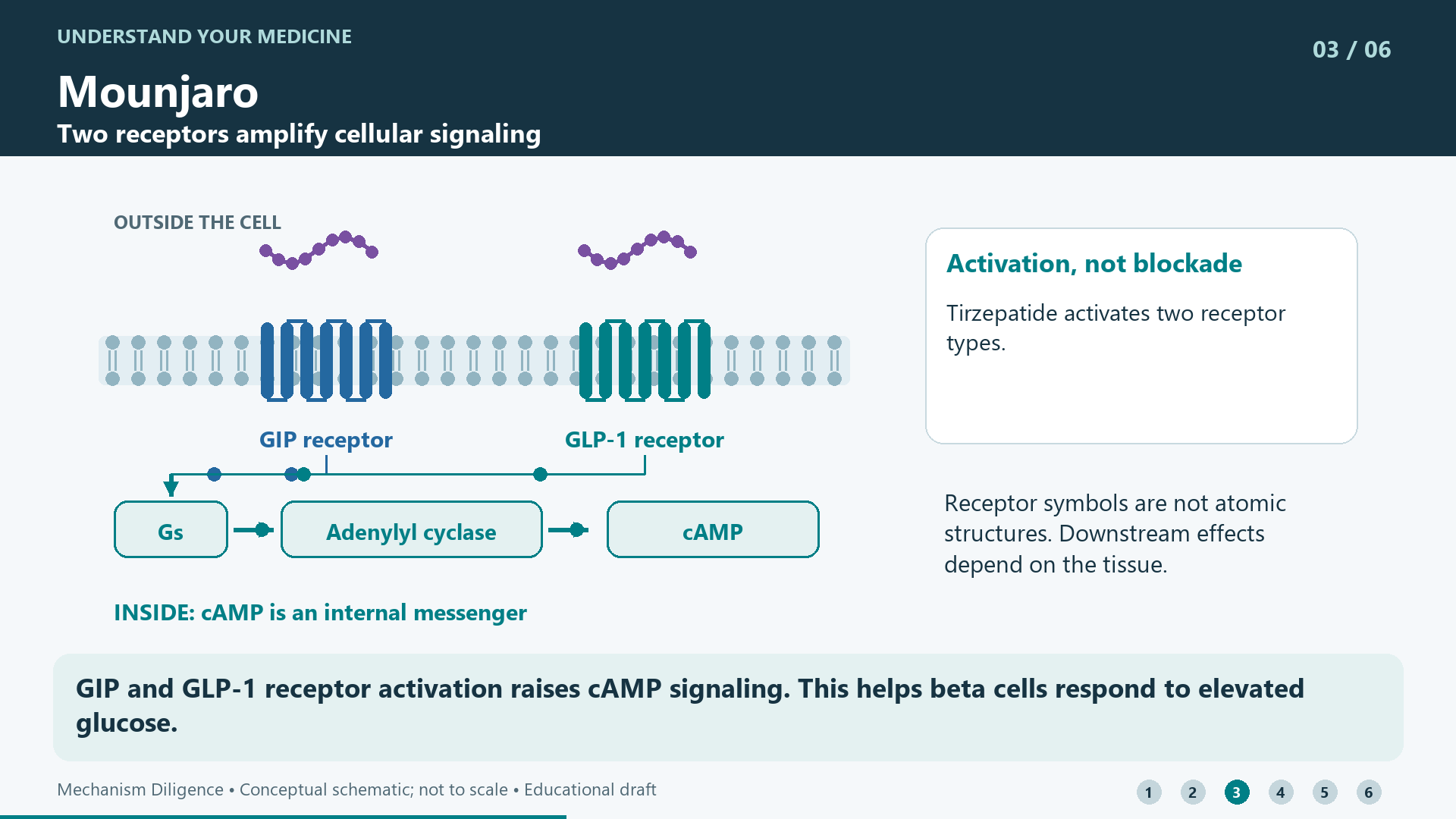 GIP and GLP-1 receptor activation raises cAMP signaling. This helps beta cells respond to elevated glucose.