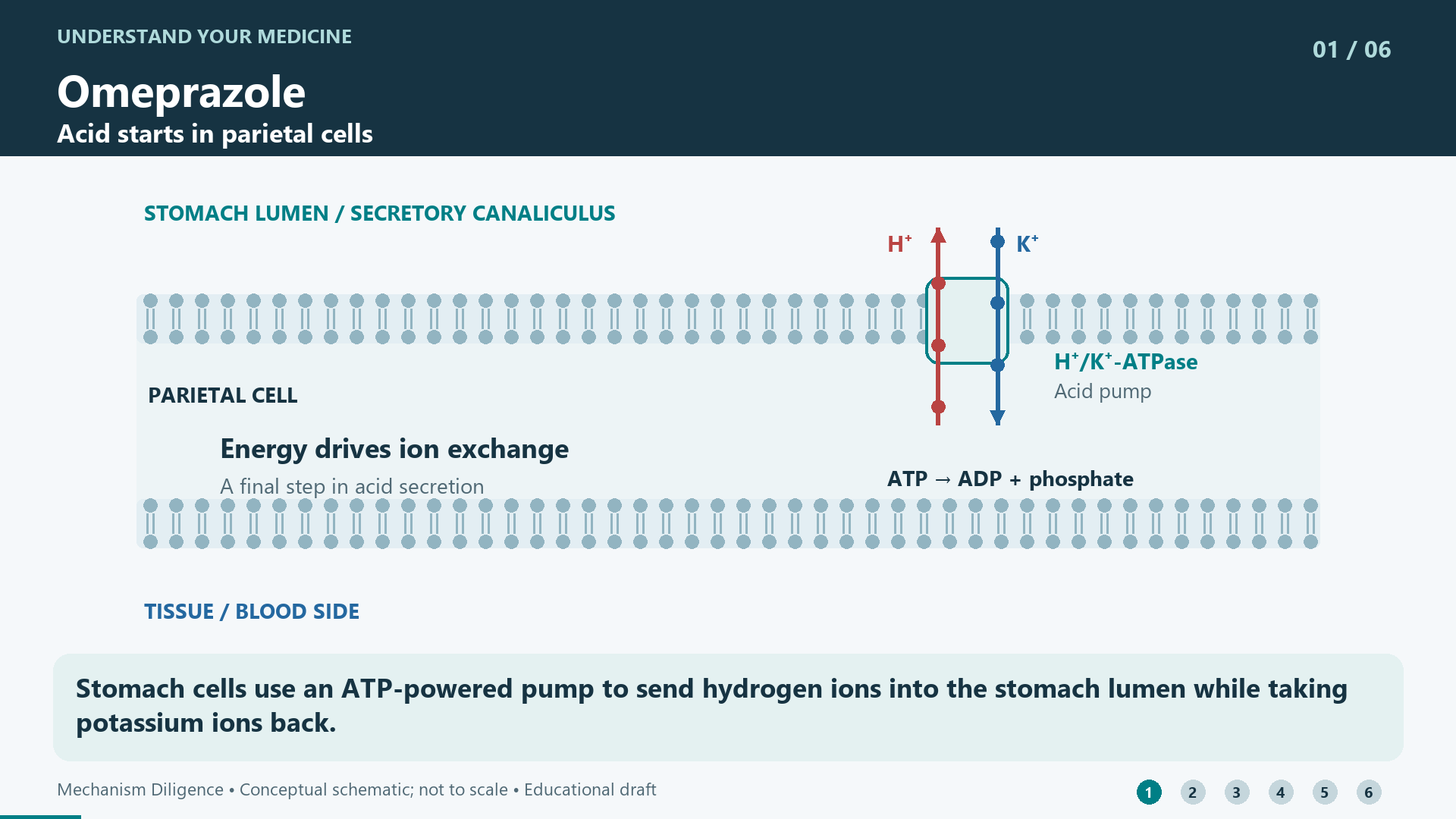 Stomach cells use an ATP-powered pump to send hydrogen ions into the stomach lumen while taking potassium ions back.