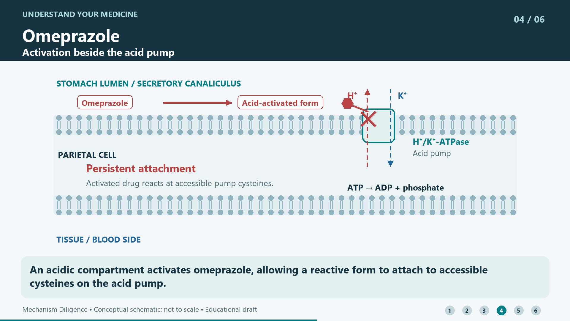 An acidic compartment activates omeprazole, allowing a reactive form to attach to accessible cysteines on the acid pump.