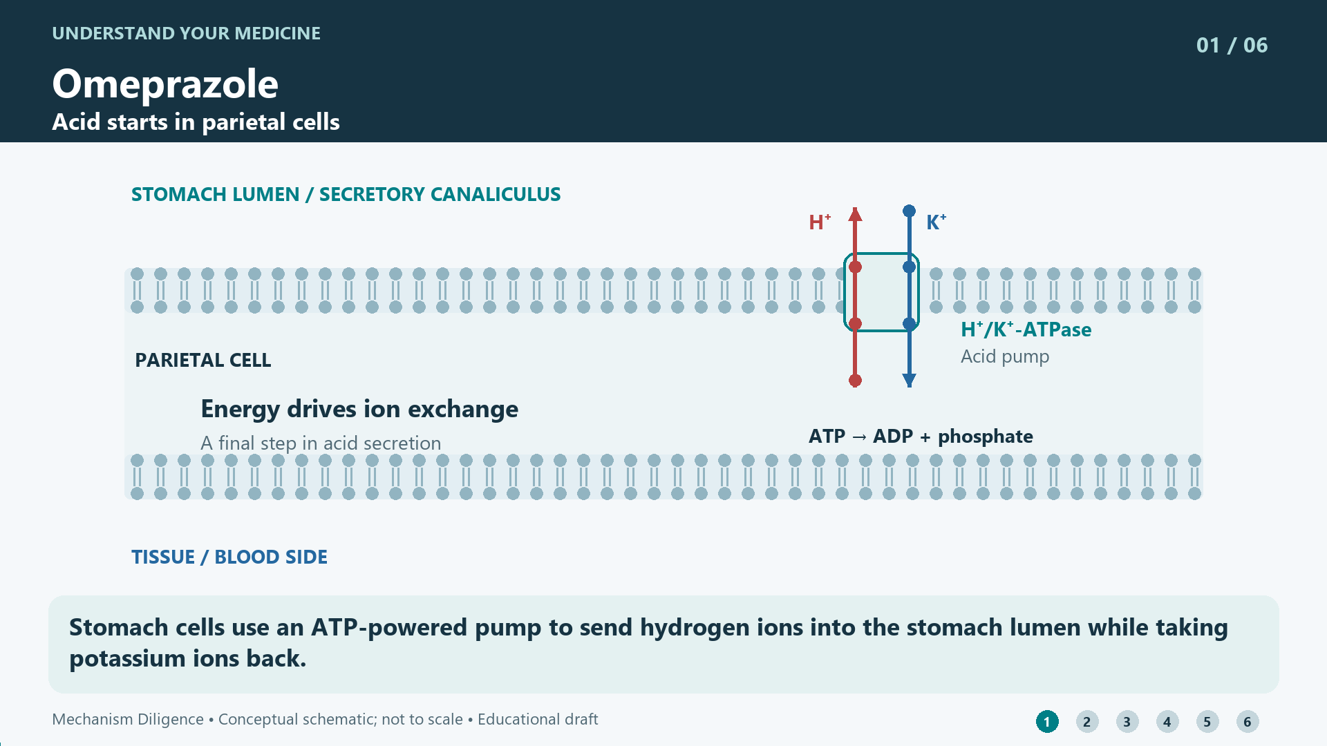 Omeprazole mechanism: Stomach cells use an ATP-powered pump to send hydrogen ions into the stomach lumen while taking potassium ions back.