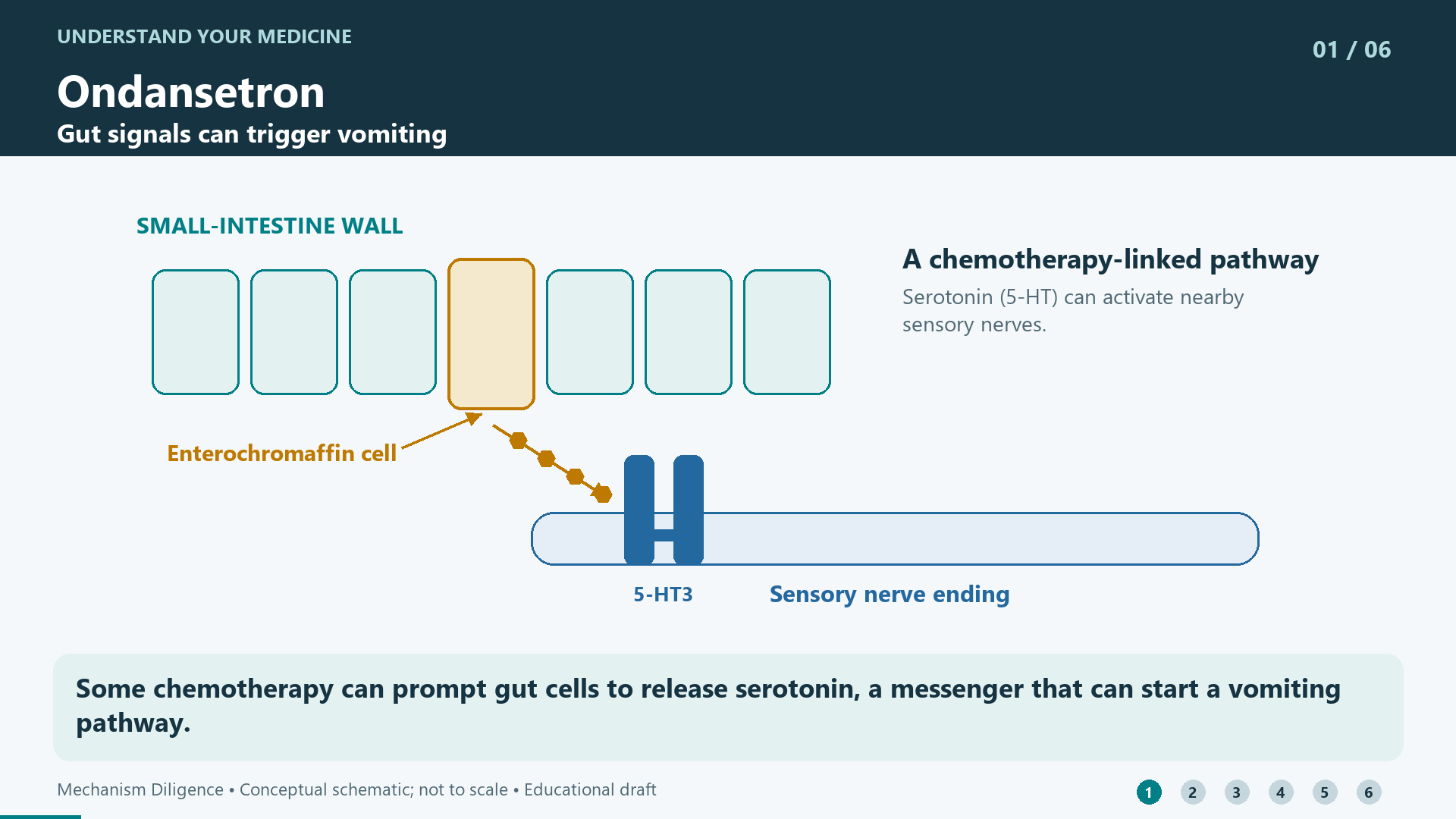 Some chemotherapy can prompt gut cells to release serotonin, a messenger that can start a vomiting pathway.