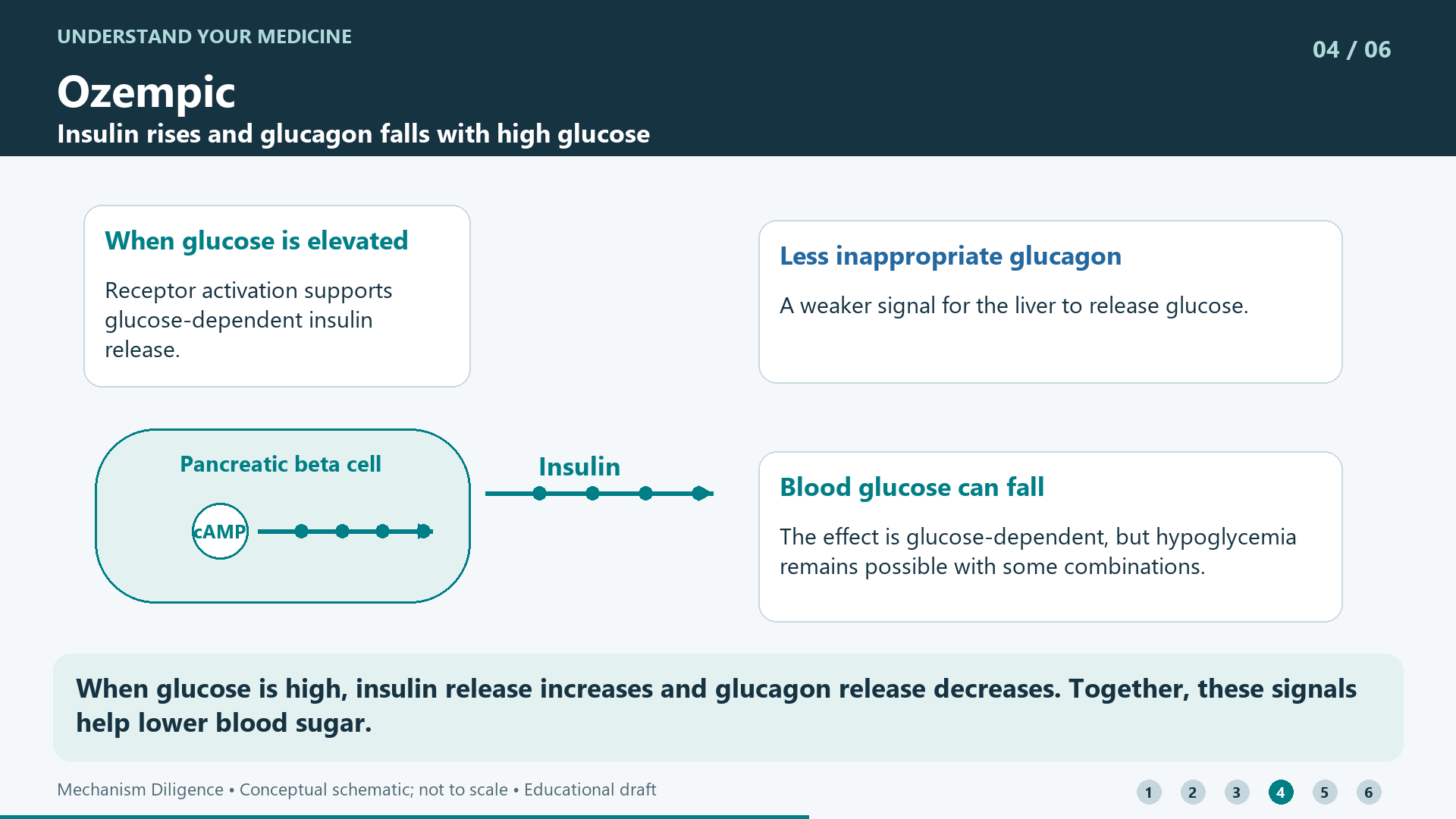 When glucose is high, insulin release increases and glucagon release decreases. Together, these signals help lower blood sugar.