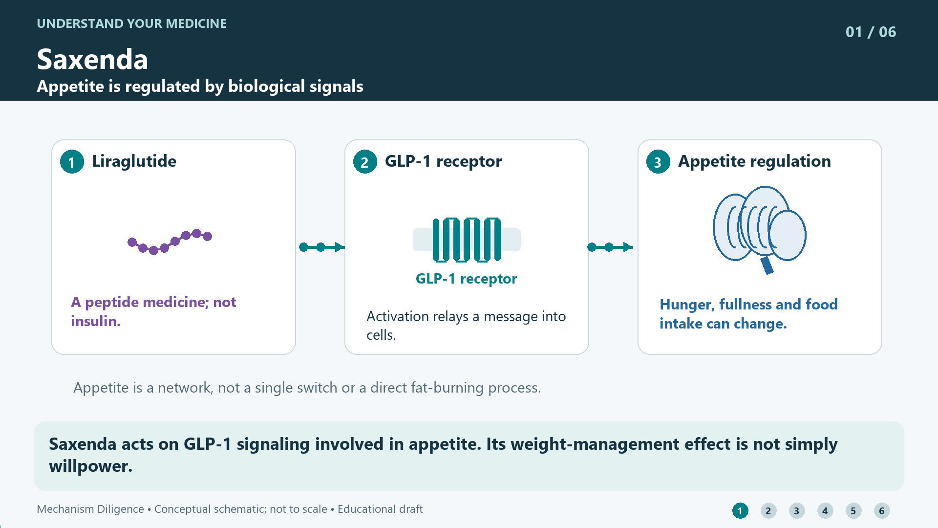 Saxenda mechanism: Saxenda acts on GLP-1 signaling involved in appetite. Its weight-management effect is not simply willpower.