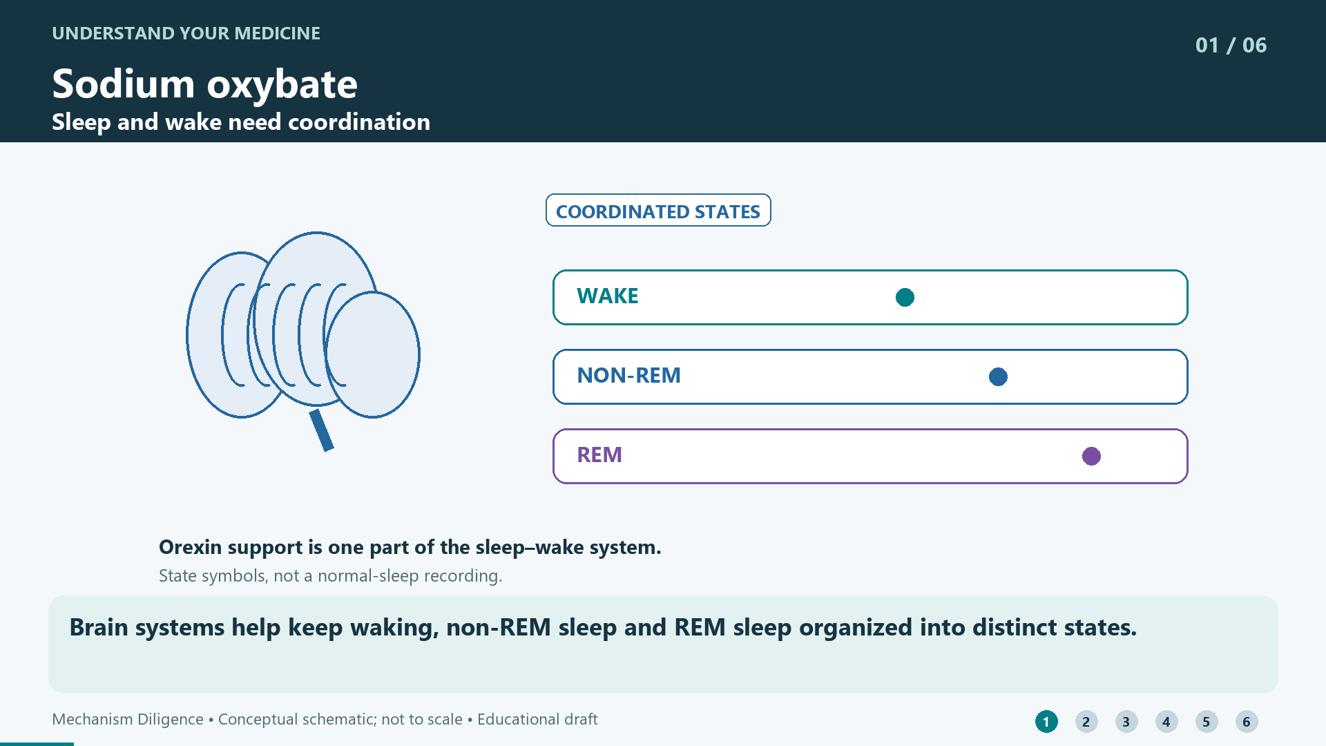Brain systems help keep waking, non-REM sleep and REM sleep organized into distinct states.