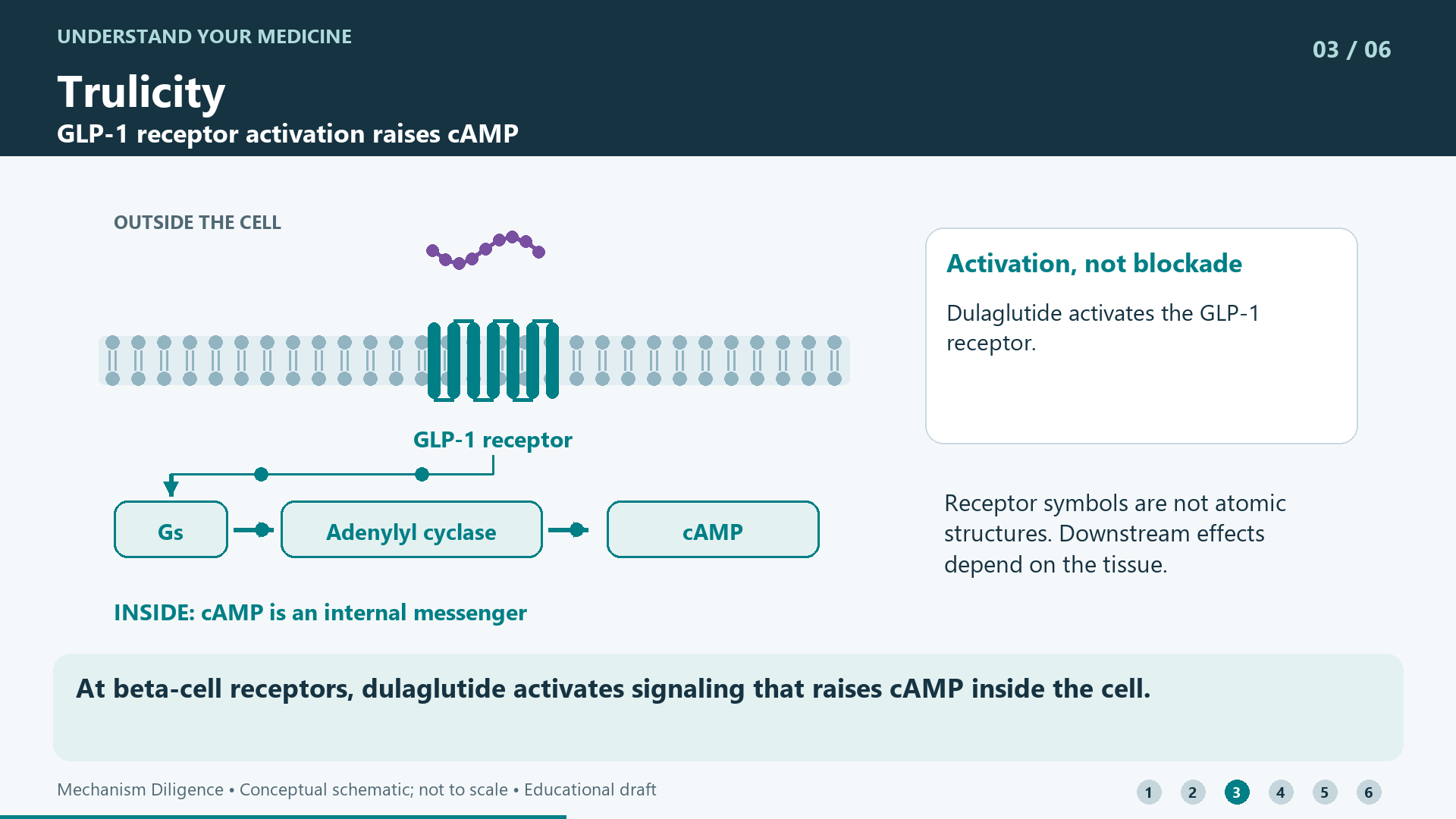 At beta-cell receptors, dulaglutide activates signaling that raises cAMP inside the cell.
