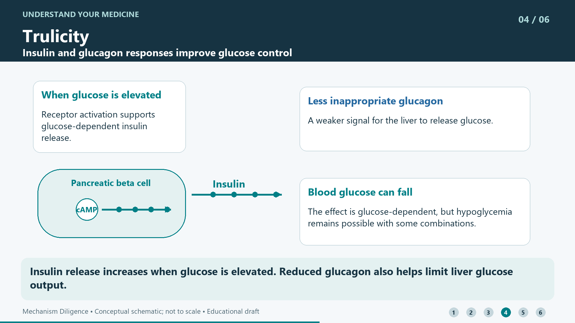 Insulin release increases when glucose is elevated. Reduced glucagon also helps limit liver glucose output.
