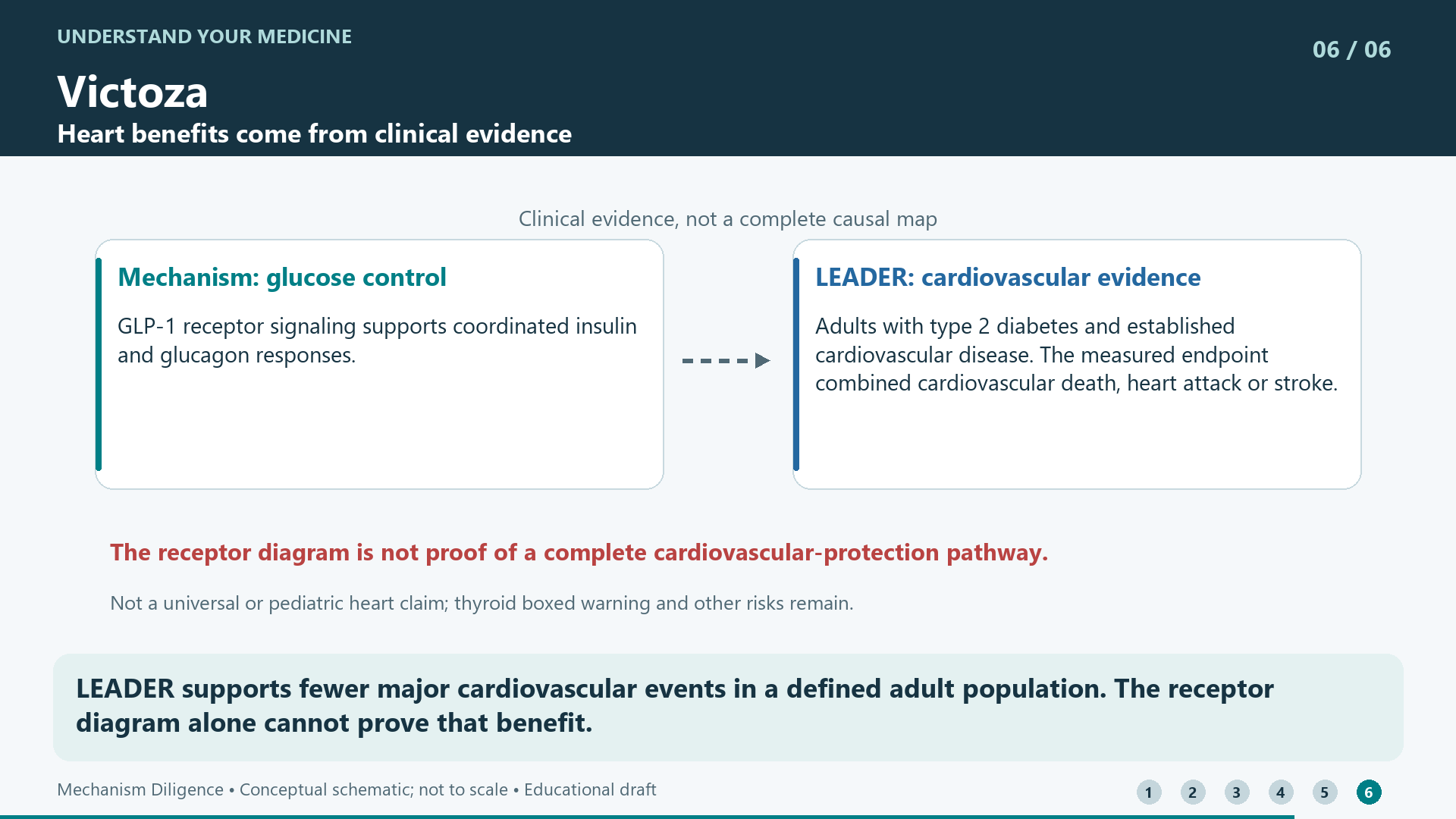 LEADER supports fewer major cardiovascular events in a defined adult population. The receptor diagram alone cannot prove that benefit.