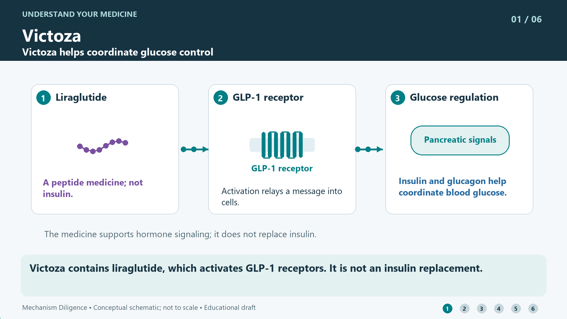 Victoza mechanism: Victoza contains liraglutide, which activates GLP-1 receptors. It is not an insulin replacement.