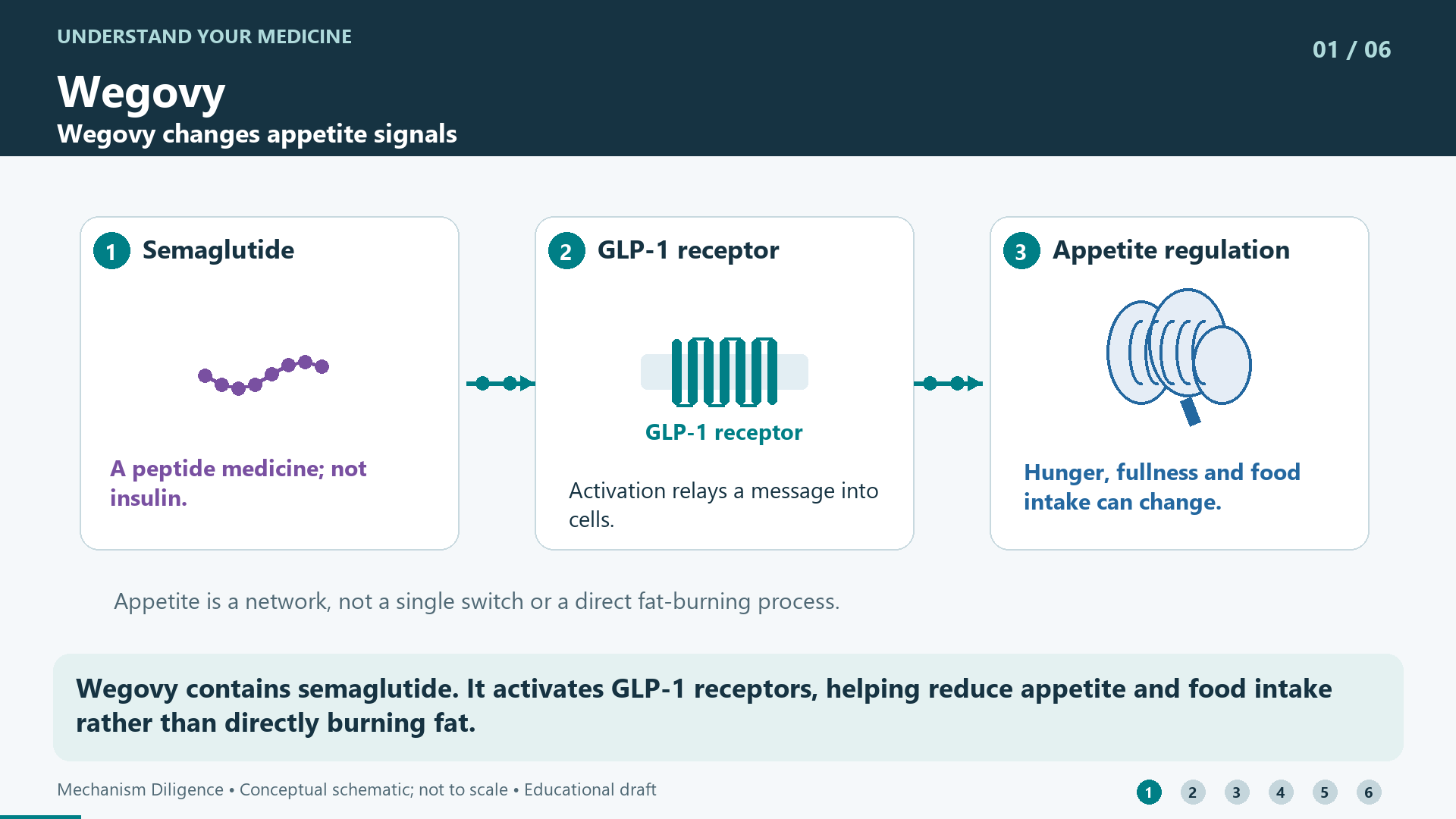 Wegovy contains semaglutide. It activates GLP-1 receptors, helping reduce appetite and food intake rather than directly burning fat.