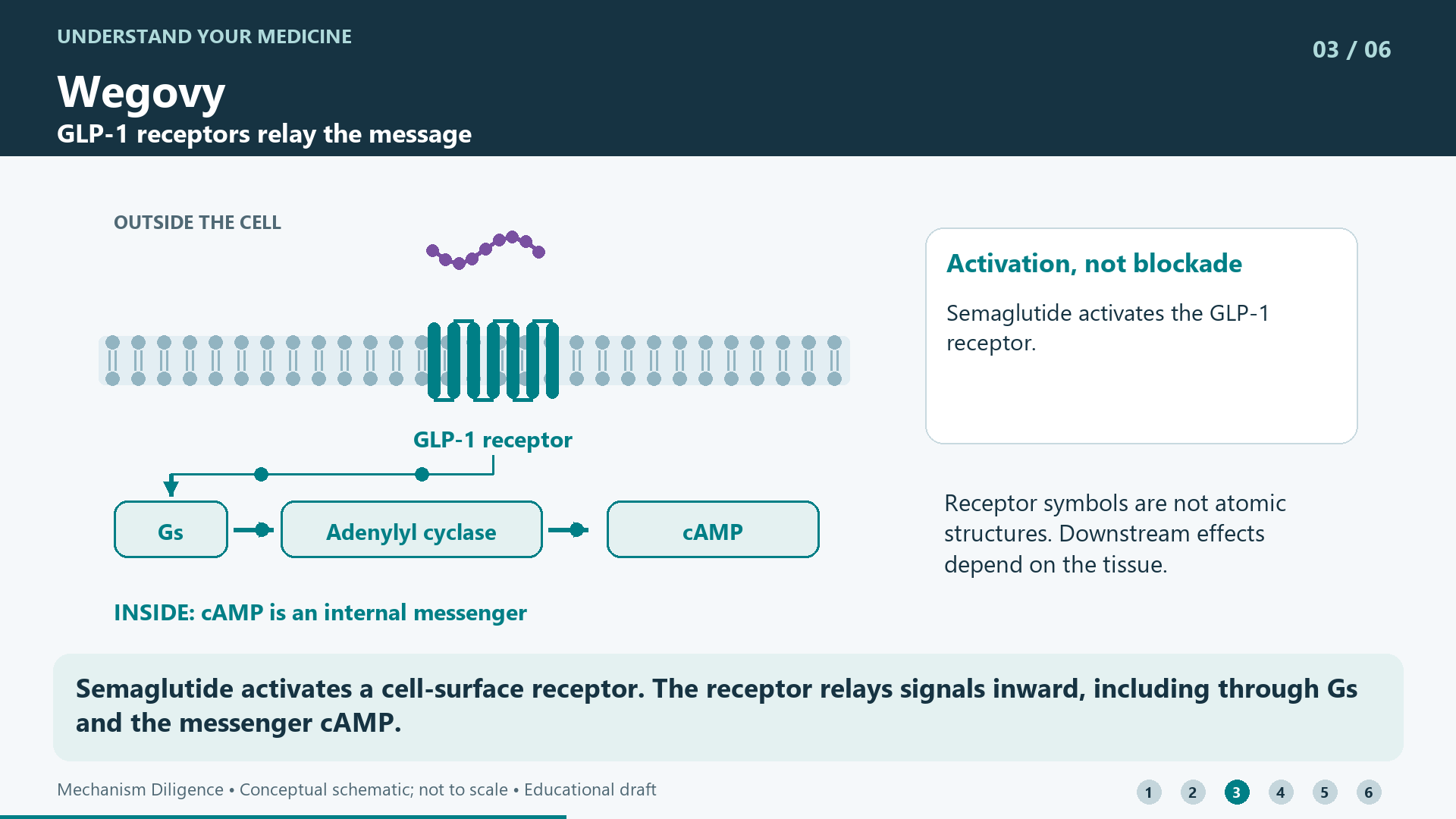 Semaglutide activates a cell-surface receptor. The receptor relays signals inward, including through Gs and the messenger cAMP.