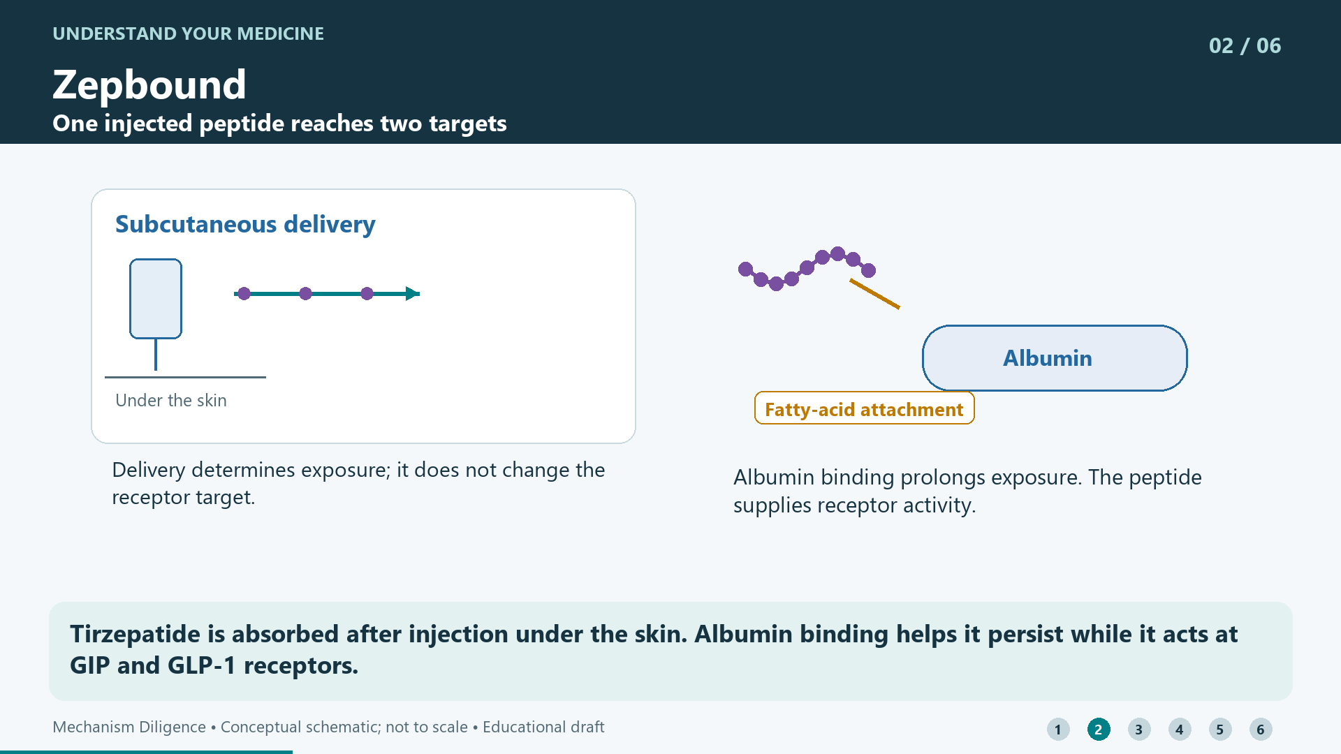 Tirzepatide is absorbed after injection under the skin. Albumin binding helps it persist while it acts at GIP and GLP-1 receptors.