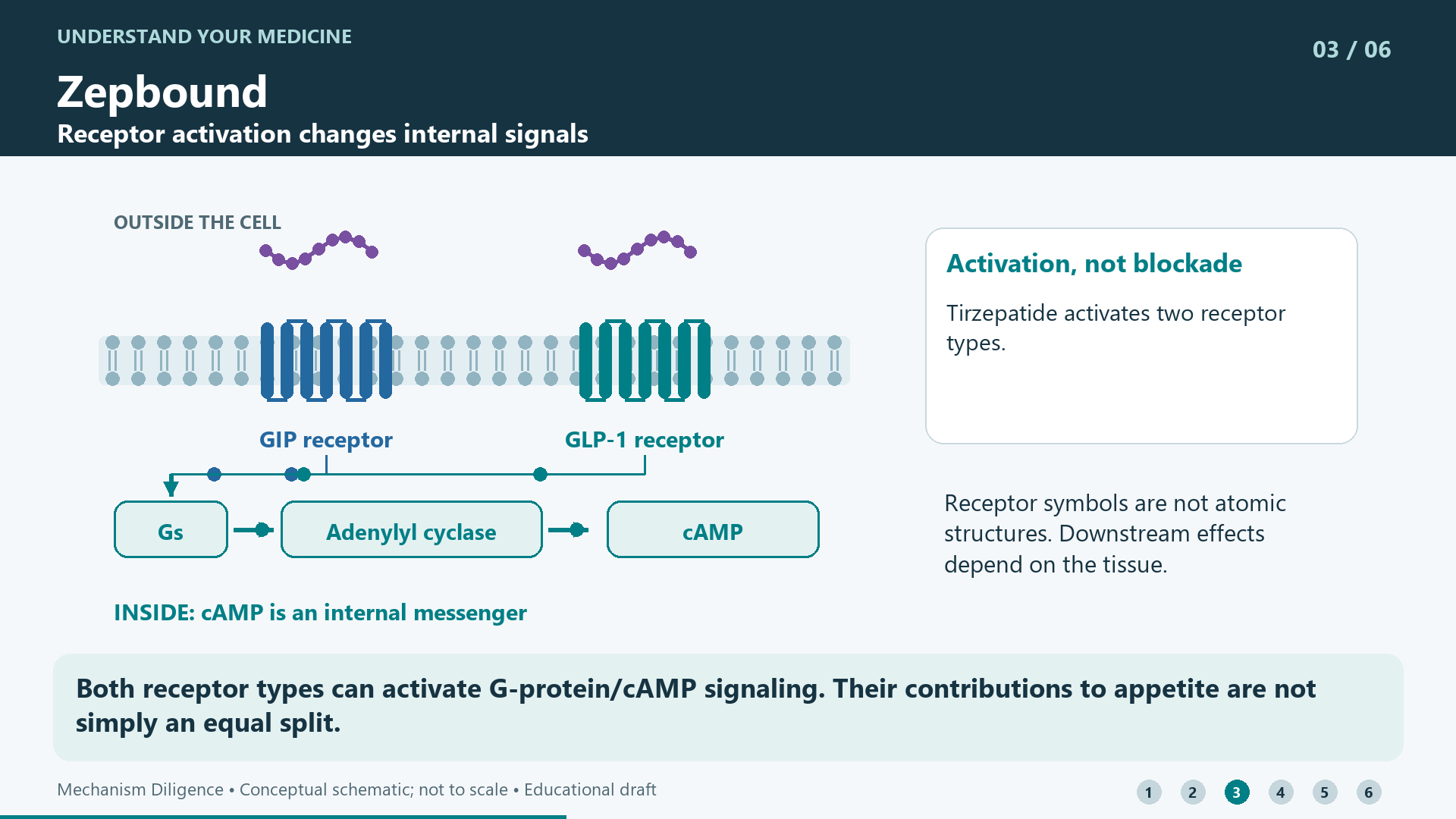 Both receptor types can activate G-protein/cAMP signaling. Their contributions to appetite are not simply an equal split.